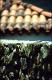 Filmstrip Thumbnail