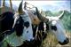 Filmstrip Thumbnail